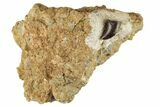 Serrated, Tyrannosaur Tooth In Rock - Two Medicine Formation #192638-2